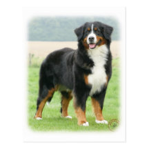 Bernese berghund 9Y066D-133 Vykort