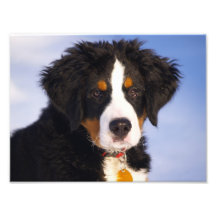 Bernese berghund - gulligt valpfoto