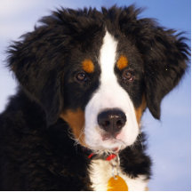 Bernese berghund - gulligt valpfoto acrylic cut outs