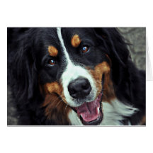 Bernese kort