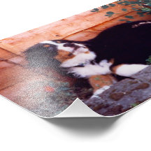 bernese tryck för foto för berghundvalp