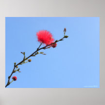 Berömliv/röd fotografi för Mimosasingelgren Print