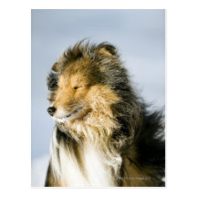 Beskåda av den shetland sheepdogen vykort