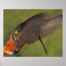 Beslöjad Hummingbird Posters