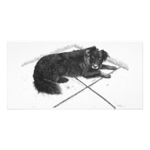 Bess BoarderCollie - fotokort