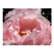 Beställnings- rosa rosblomsterträdgård för rosa vy