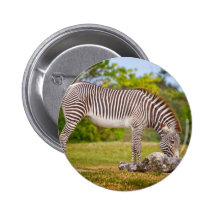 Betande sebra knapp med nål