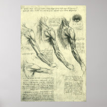 Beväpna och knuffa muskelanatomi Leonardo Da Vinci Posters