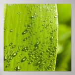bevattna liten droppe på leafen print
