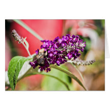 Bi- och blommahälsningkort