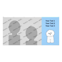 Bichon Frise. Fotokort