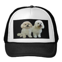 Bichon kompishatt keps