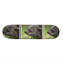 Binturong björnSkateboard