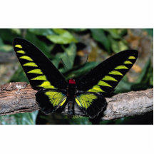 Birdwing fjäril, Trogonoptera brookiana, Malays Cut Out