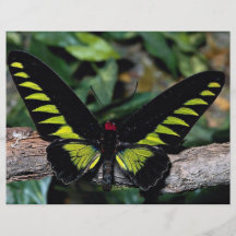 Birdwing fjäril, Trogonoptera brookiana, Malays Flyg Blad