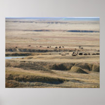 Bison på slättarna posters