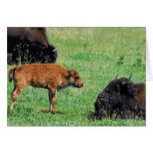 Bisonbabykort