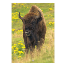 Bisoninbjudan