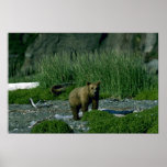 Björn-nyfiken årsgammal djurungeunge för Grizzly Affischer