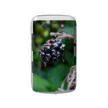 Björnbär för björnbär blackberry bold skal