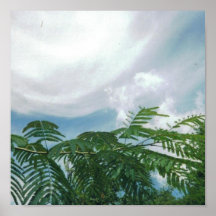 Blå himmel moln, Mimosaträd Posters