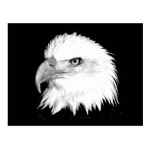 Black And White Bald Eagle Postcard