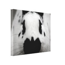 Black And White Bunny