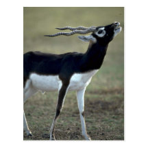 Blackbrush antilop vykort