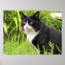 Blackie på vaket posters
