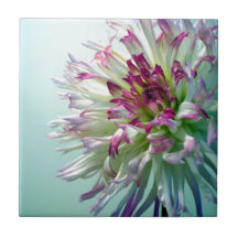 Blända mig, Dahlia! Kakel