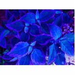 Blått colorized växtcoleus photo cut out