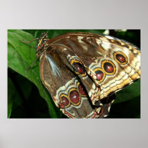 Blått Morpho Affisch