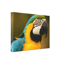 blått- och guldmacaw sträckta kanvas tryck