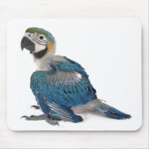 Blått- och gultMacaw Mus Matta