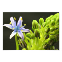 Blåttblomma Foton