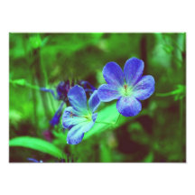 BlåttPansies Foto