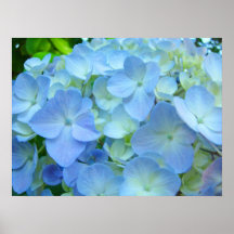 Blåttvanlig hortensia blommar konsttryck affischer