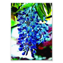 BlåttWisteria Fototryck