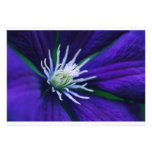 Blaue Clematis Makro Einladungskarten