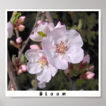 Blom Posters