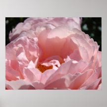 Blom- Sunlit helgdagar för rosa rosblommamammor Affisch