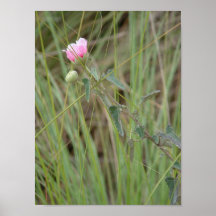 blomma print