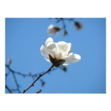 Blomma för Magnolia för vit för tryck för blå himm