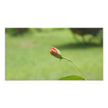 BLOMMA FOTO