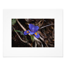 Blomma Fototryck