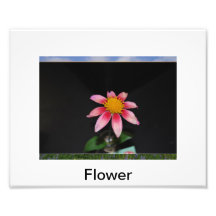 Blomma Fototryck
