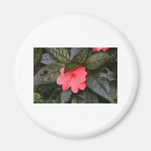 blomma magneter