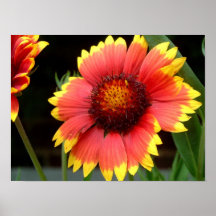 Blomma Posters
