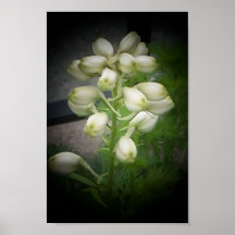 Blomma Print