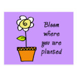 Blomma var du planteras II Vykort